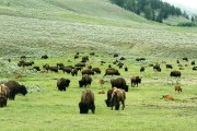 buffalo herd in Lamar Valley